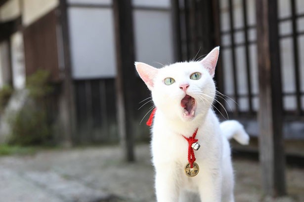 『猫侍』好きな人w
