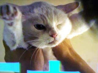 『猫侍』好きな人w