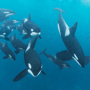 大きな生き物の画像を貼るトピ