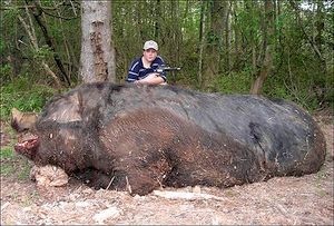 大きな生き物の画像を貼るトピ