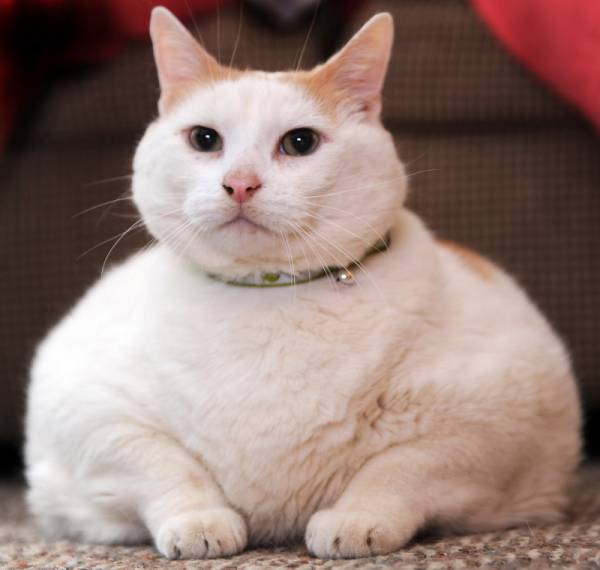 大きな生き物の画像を貼るトピ