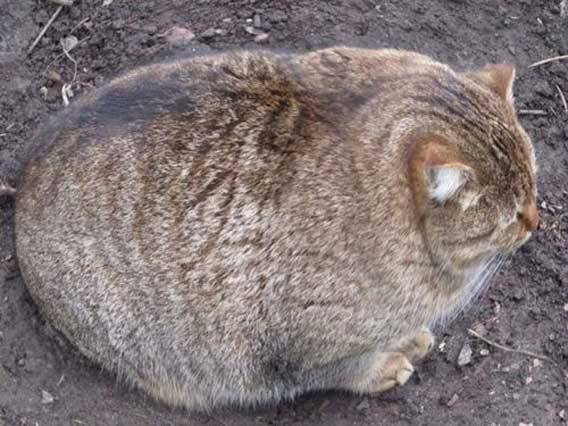 大きな生き物の画像を貼るトピ