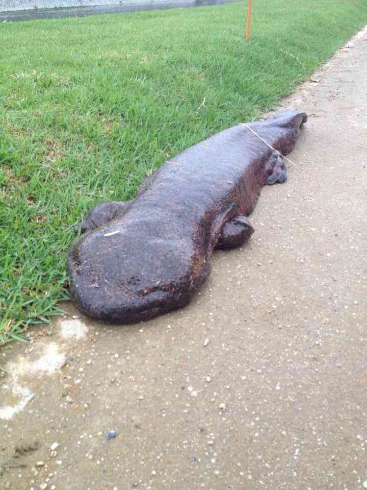 大きな生き物の画像を貼るトピ