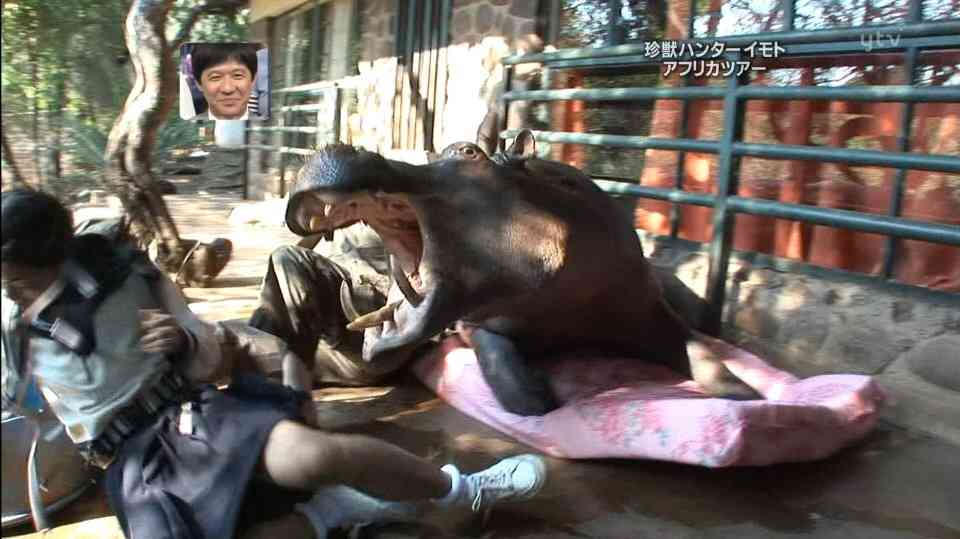 大きな生き物の画像を貼るトピ