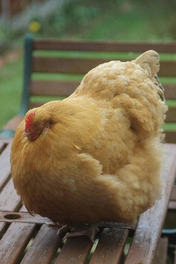 大きな生き物の画像を貼るトピ