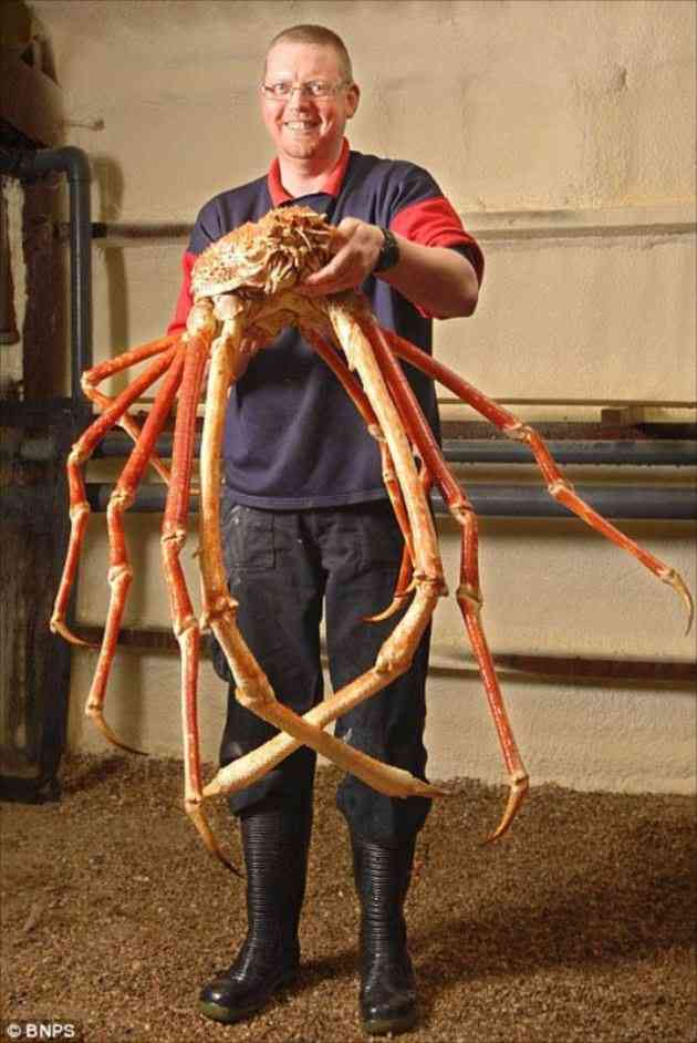大きな生き物の画像を貼るトピ