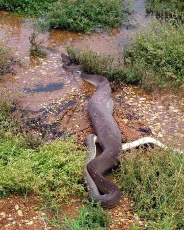 大きな生き物の画像を貼るトピ