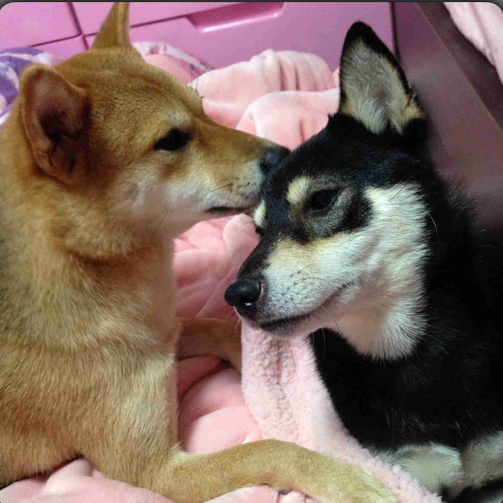 柴犬飼ってる人集まれ！