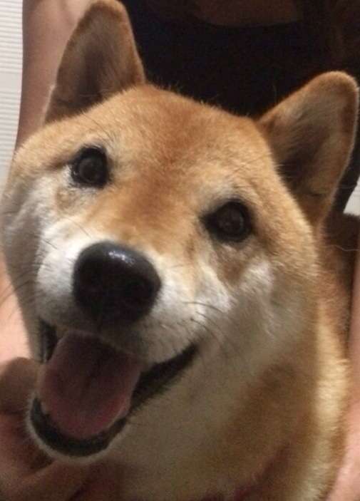 柴犬飼ってる人集まれ！