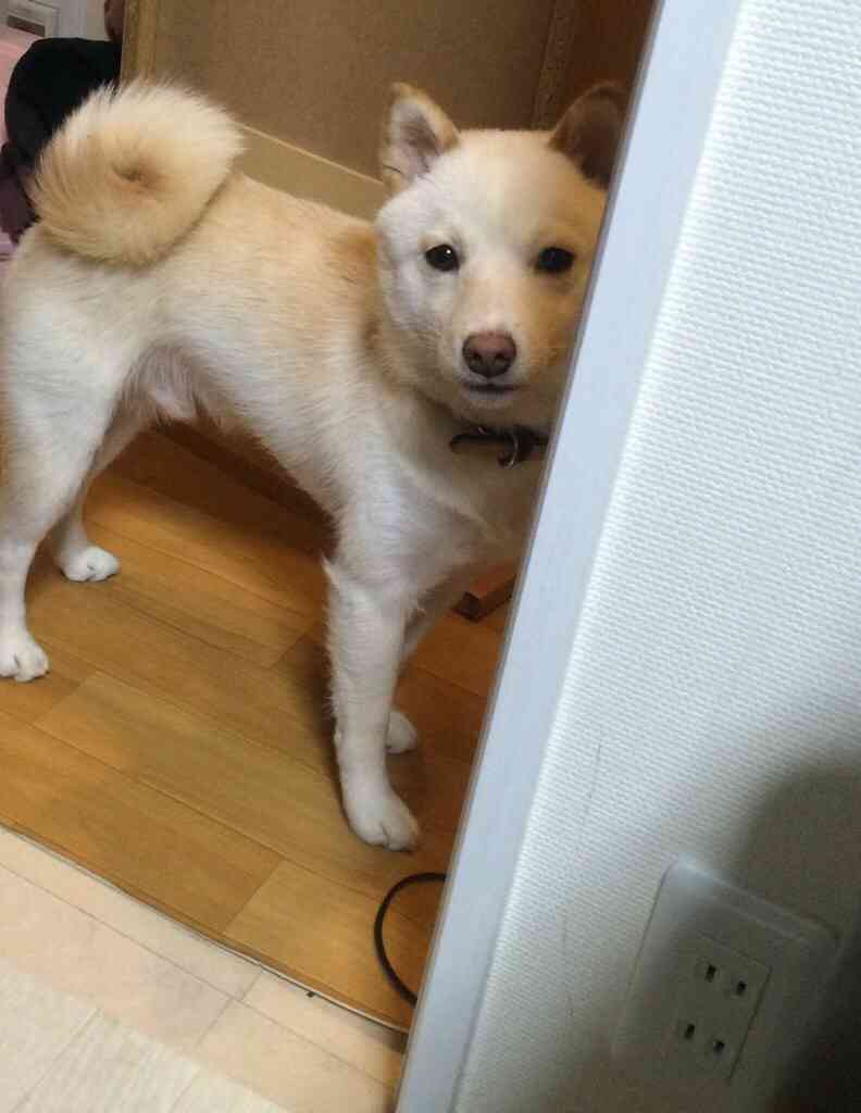 柴犬飼ってる人集まれ！