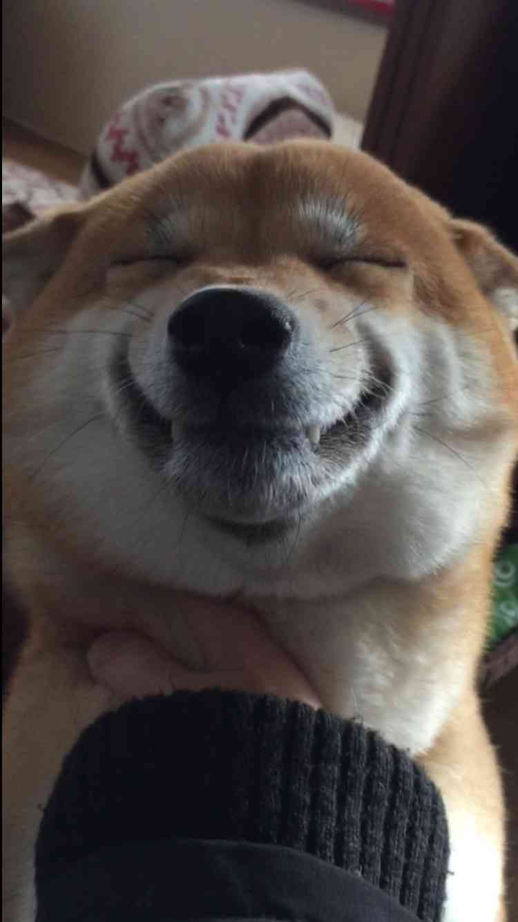 柴犬飼ってる人集まれ！