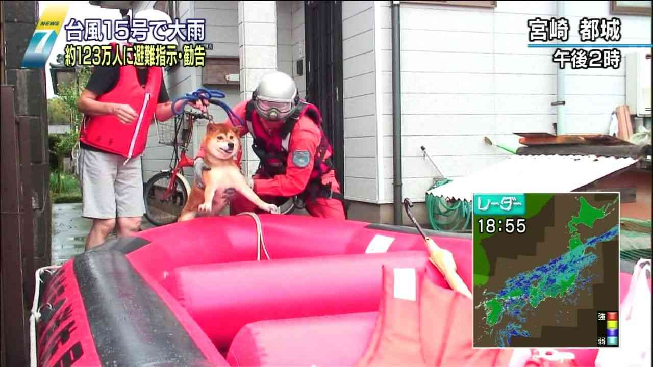 柴犬飼ってる人集まれ！
