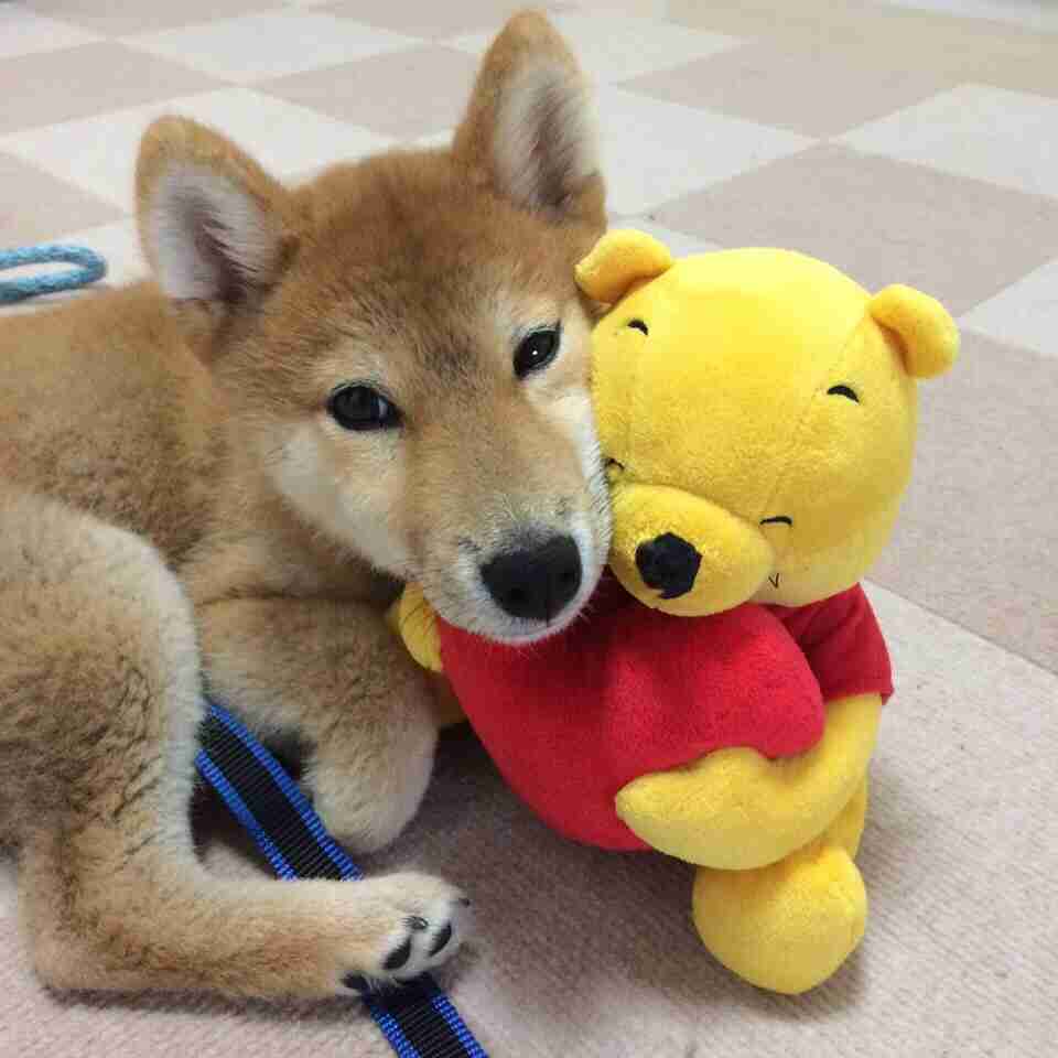 柴犬飼ってる人集まれ！