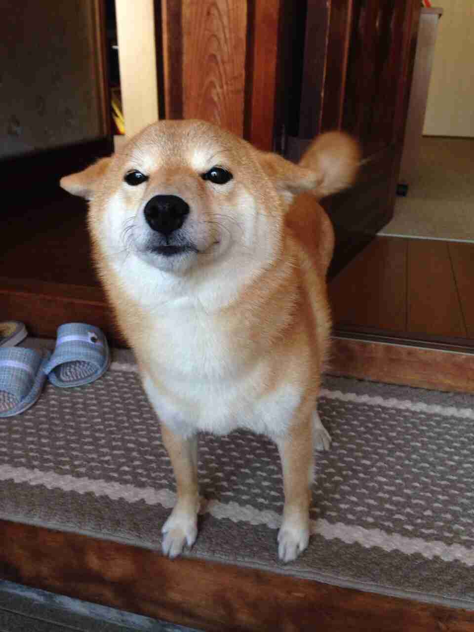 柴犬飼ってる人集まれ！