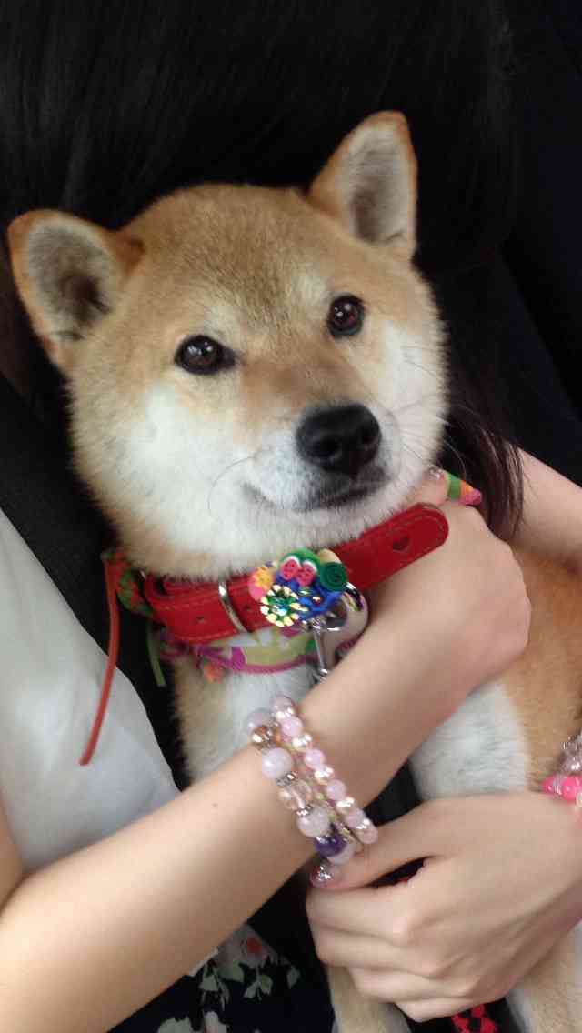 柴犬飼ってる人集まれ！