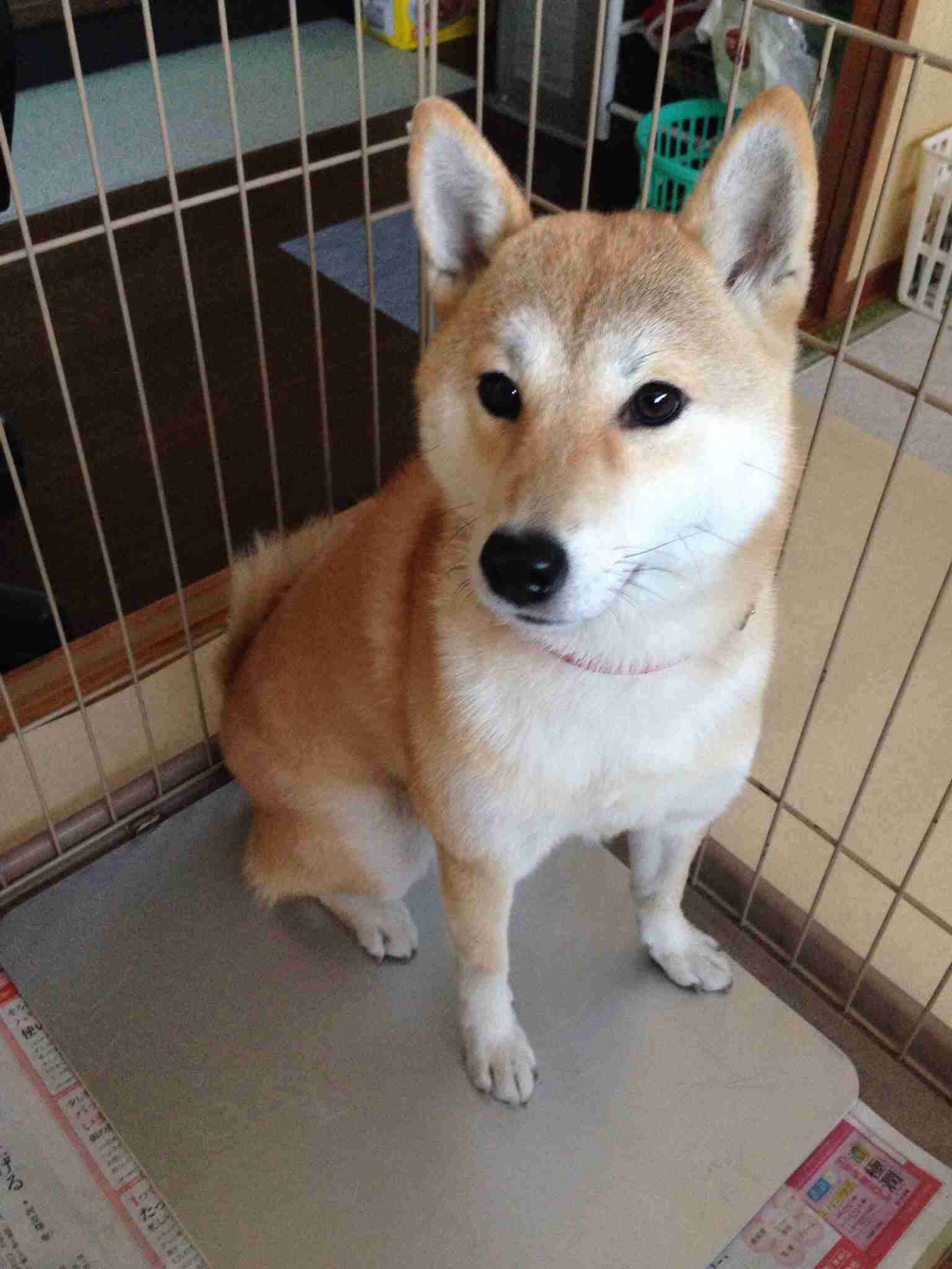 柴犬飼ってる人集まれ！