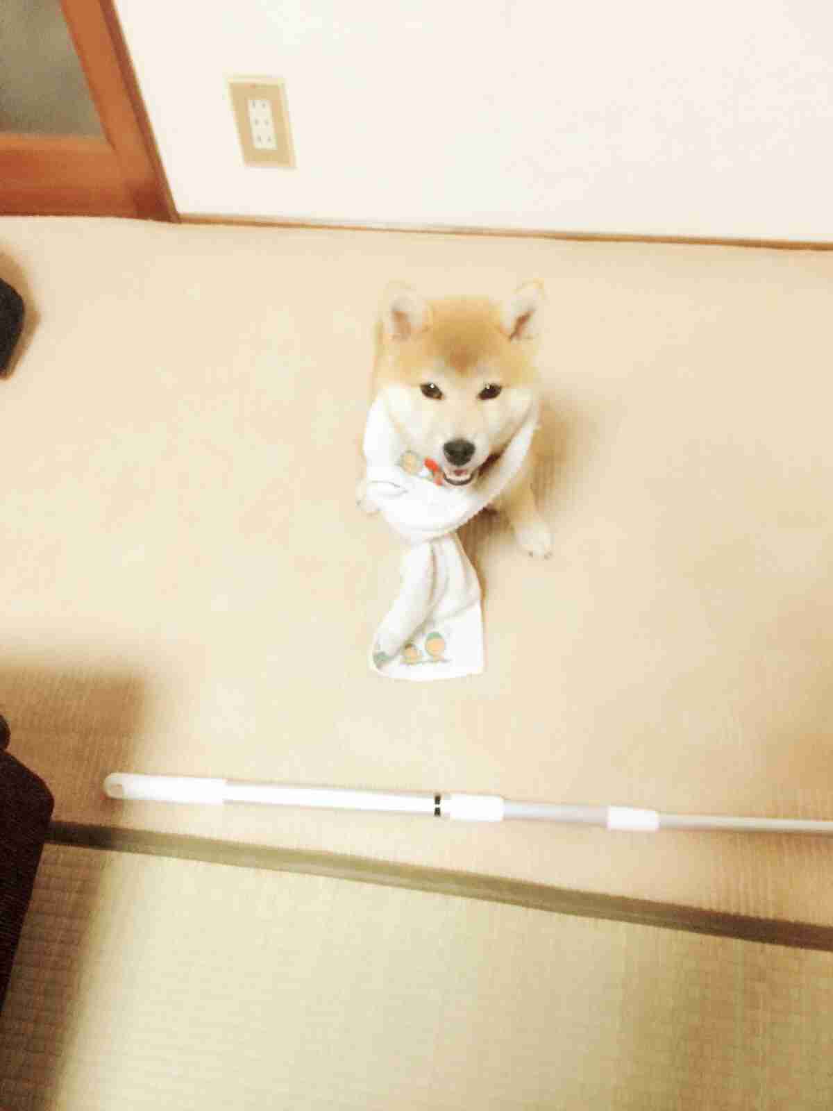 柴犬飼ってる人集まれ！