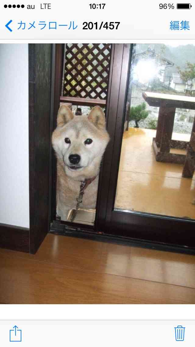 柴犬飼ってる人集まれ！
