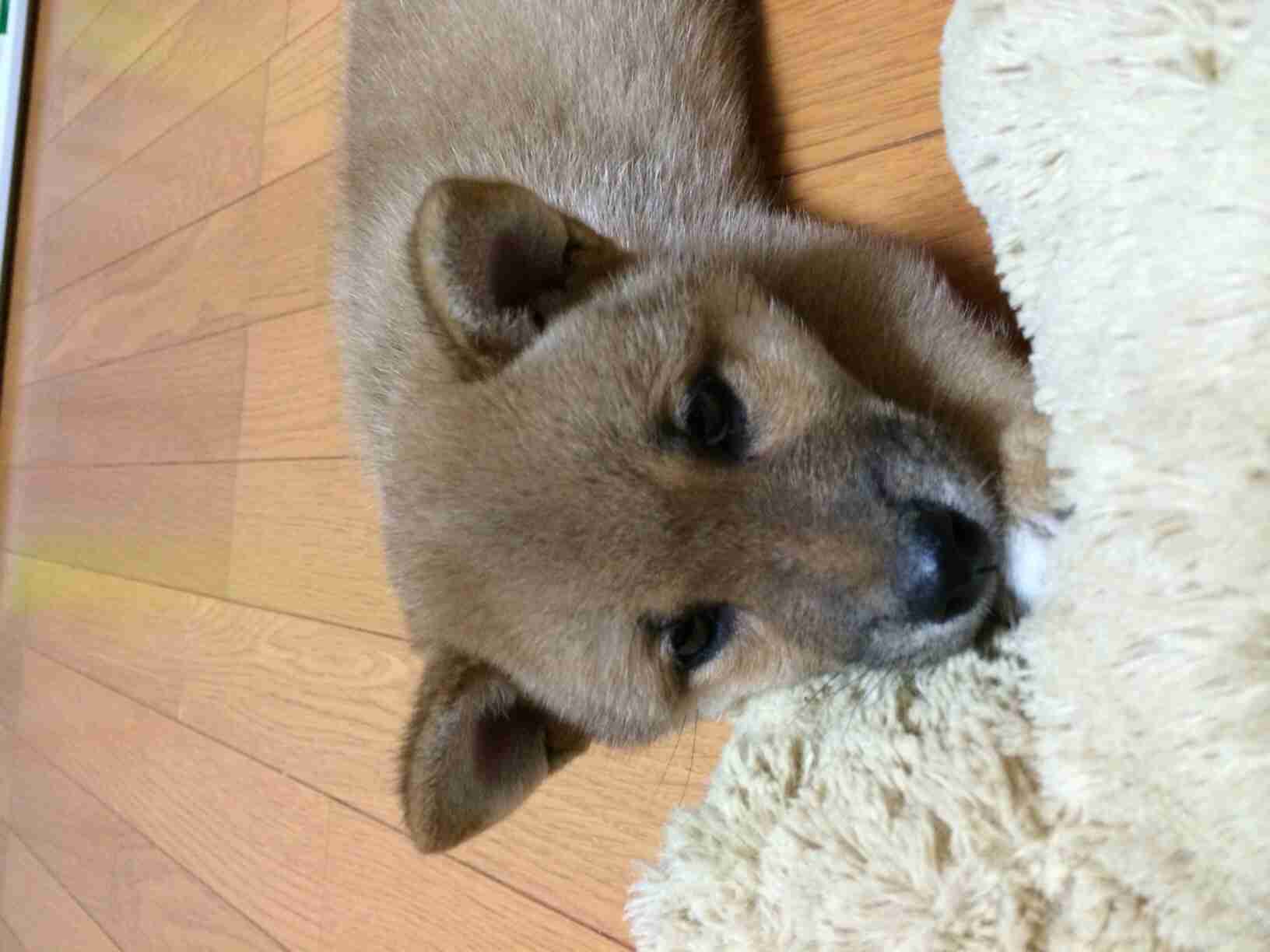 柴犬飼ってる人集まれ！