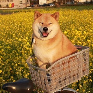 柴犬飼ってる人集まれ！