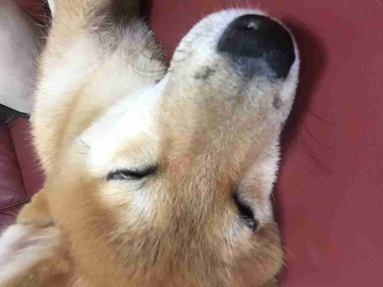 柴犬飼ってる人集まれ！