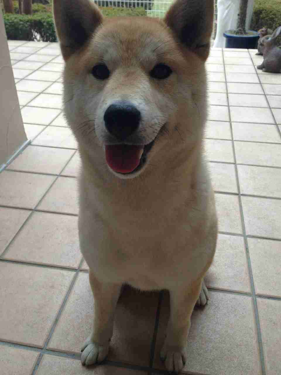 柴犬飼ってる人集まれ！
