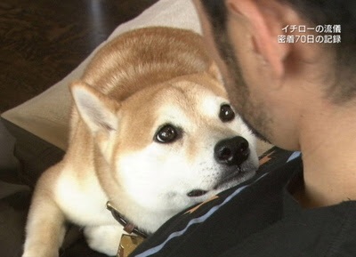 柴犬飼ってる人集まれ！