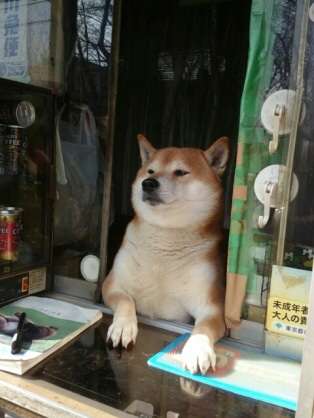 柴犬飼ってる人集まれ！