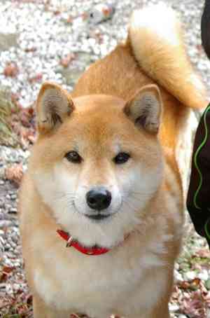 柴犬飼ってる人集まれ！