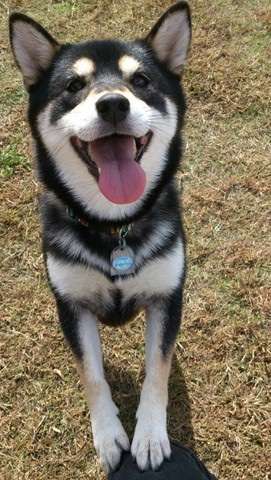 柴犬飼ってる人集まれ！
