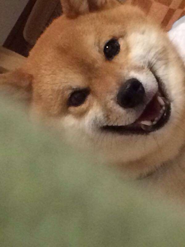 柴犬飼ってる人集まれ！