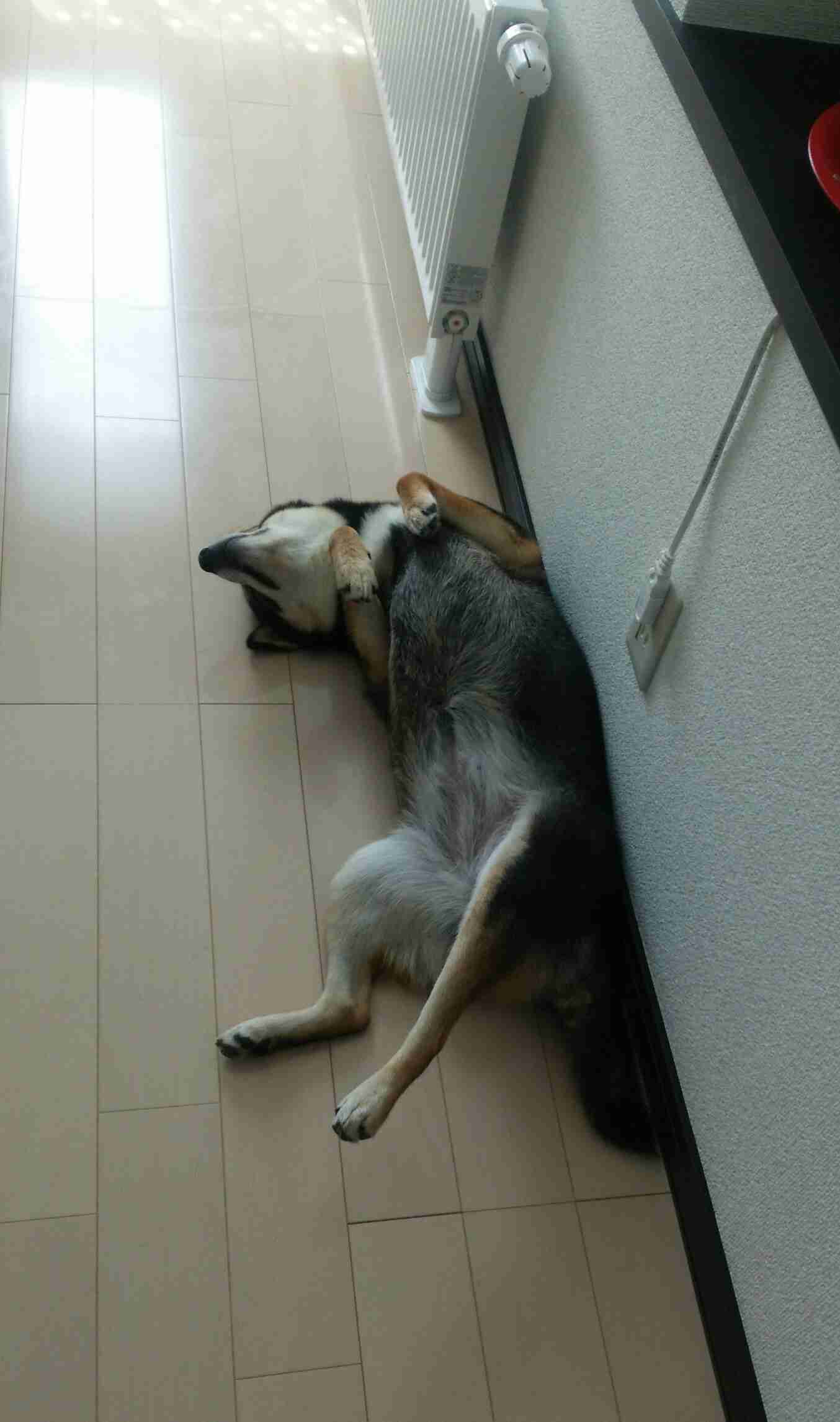柴犬飼ってる人集まれ！