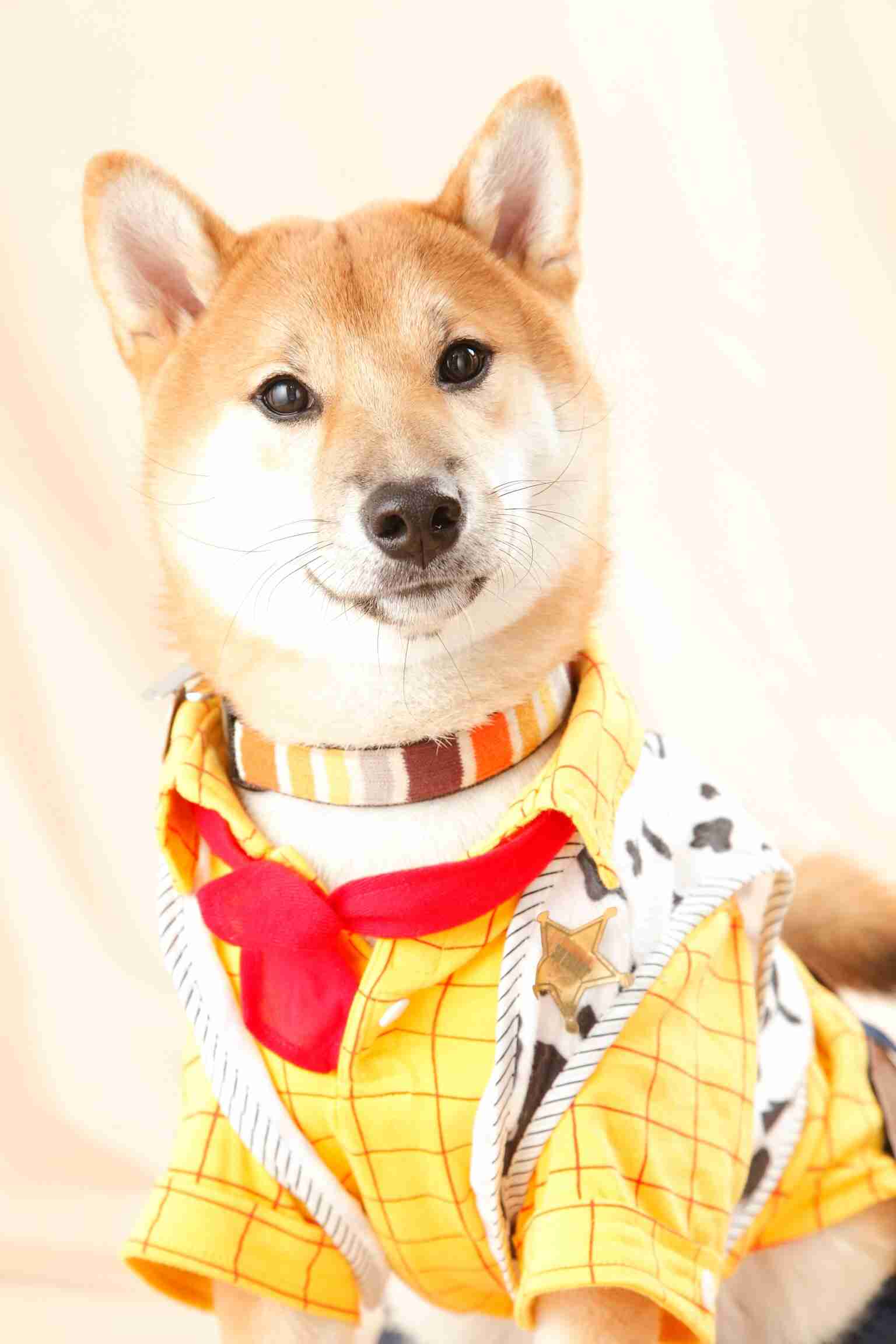 柴犬飼ってる人集まれ！