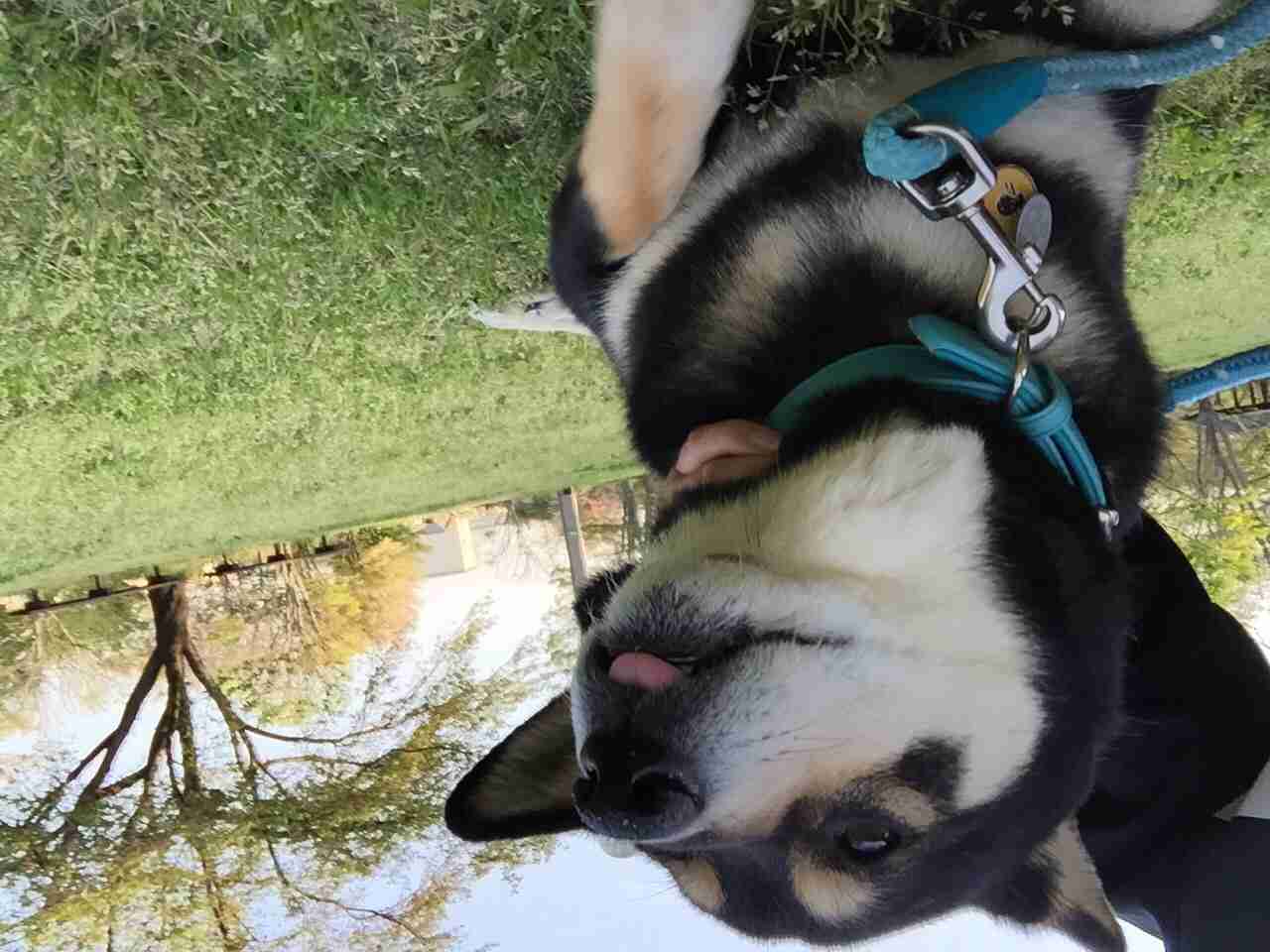 柴犬飼ってる人集まれ！