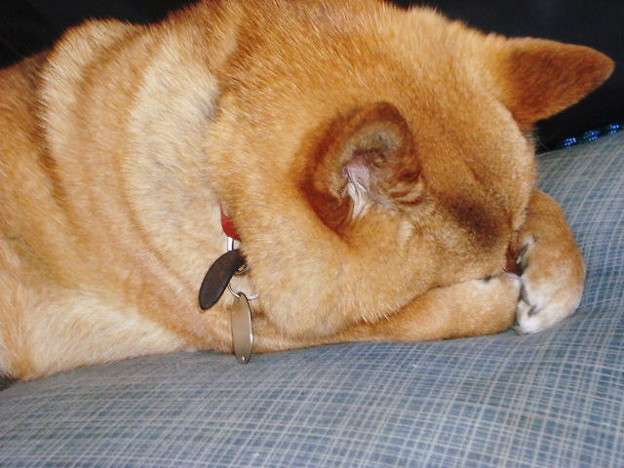 柴犬飼ってる人集まれ！