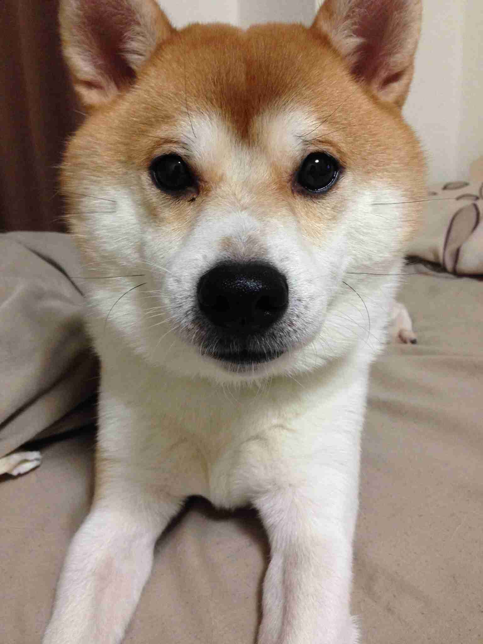 柴犬飼ってる人集まれ！