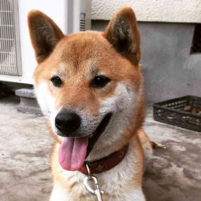 柴犬飼ってる人集まれ！
