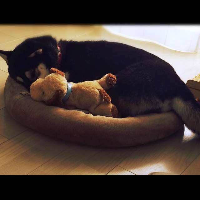 柴犬飼ってる人集まれ！