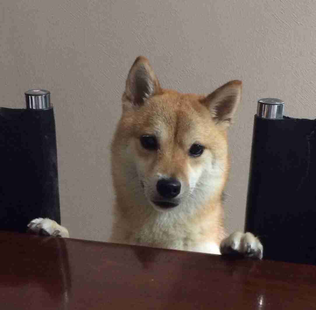 柴犬飼ってる人集まれ！