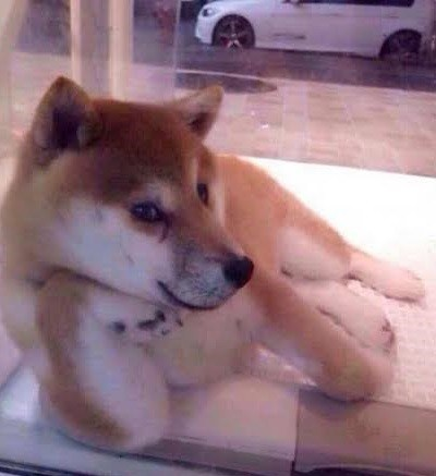 色んなドヤ顔を集めるトピ