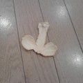 【閲覧注意】…じゃなかった画像