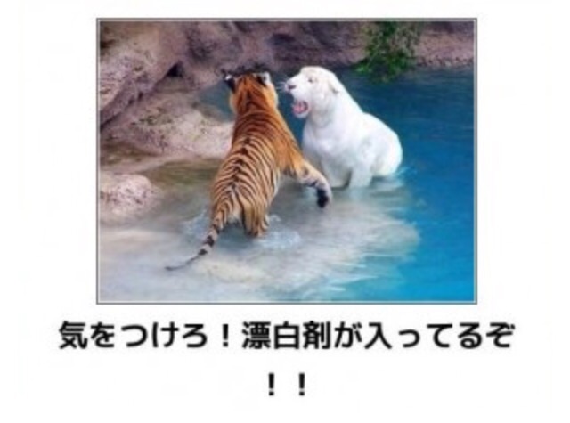 【閲覧注意】…じゃなかった画像