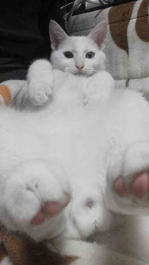 【閲覧注意】…じゃなかった画像