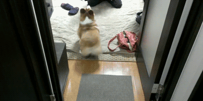 【閲覧注意】…じゃなかった画像