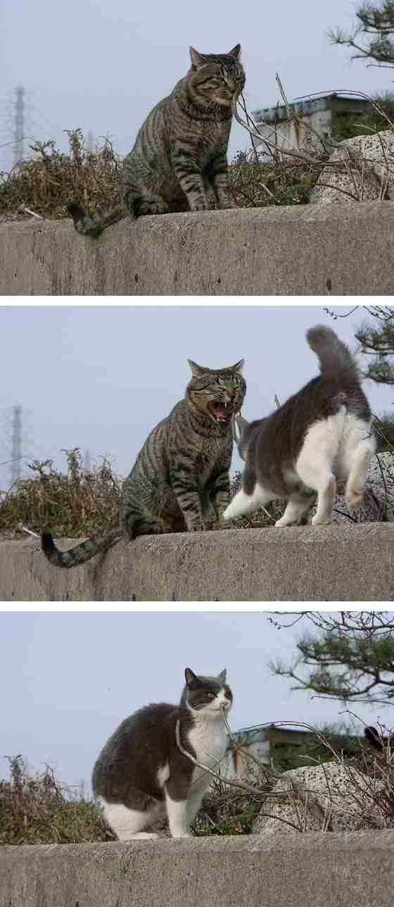 【閲覧注意】…じゃなかった画像