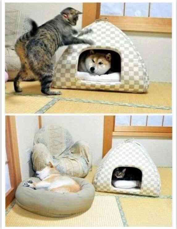 【閲覧注意】…じゃなかった画像