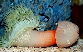 【閲覧注意】…じゃなかった画像