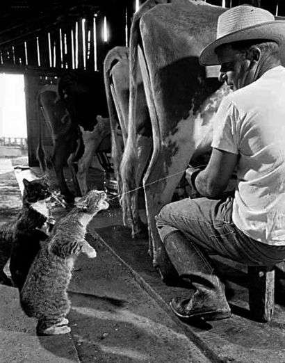 イケメンと猫を貼るトピ