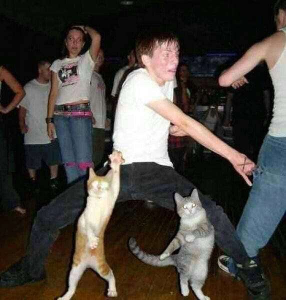 イケメンと猫を貼るトピ