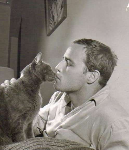 イケメンと猫を貼るトピ